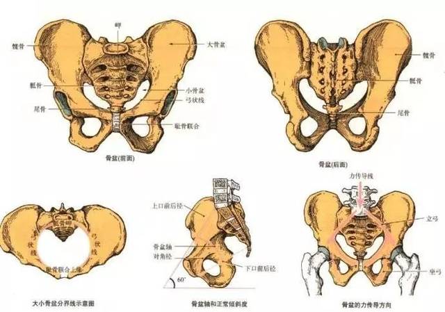 的骨盆松弛,会给身体带来 明显的变化:编辑新经络公众号 骨盆下口变宽