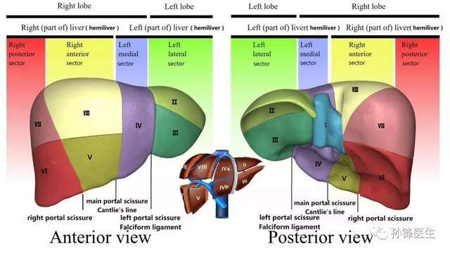 医学干货15分钟让你记住肝脏的分段锋哥推荐