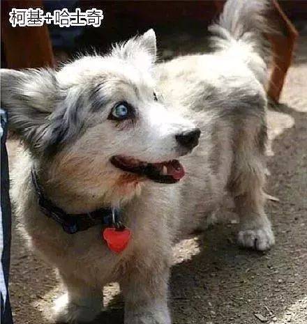 如果柯基去当警犬,犯罪分子估计要被笑死吧!