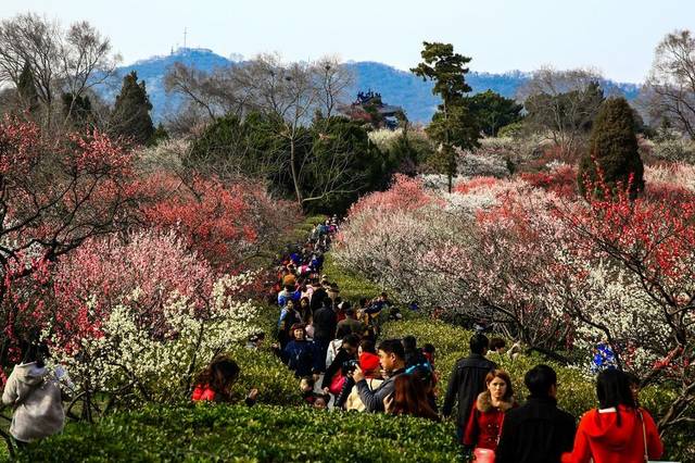 南京梅花山,天下第一梅山,中国四大梅园之首,种植梅花