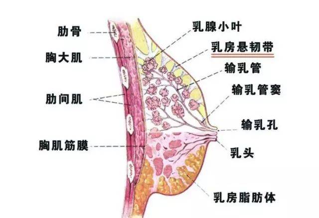 女生跑步真的会让胸变小吗?