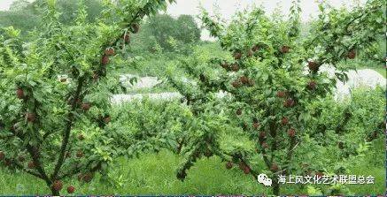 海上风微刊&歌曲《红枣树》作词:佚名\/作曲:佚