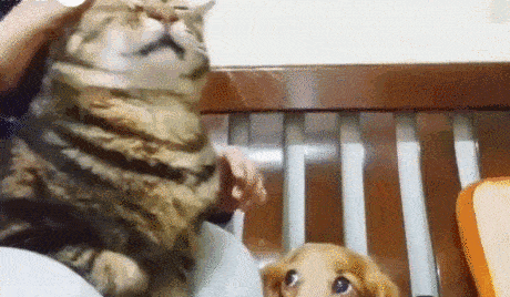 科学研究表明,撸猫好处多多