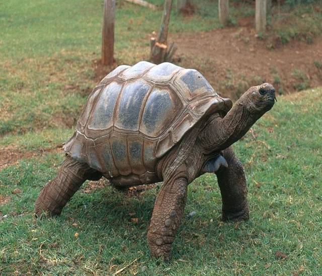 它们是世界上最大的乌龟, 最后一种号称龟中"巨人"