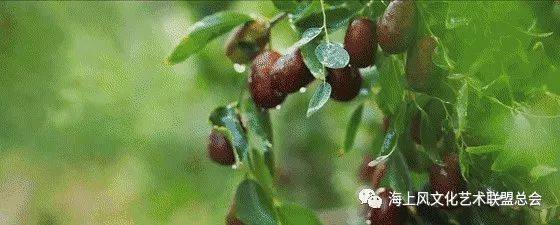 海上风微刊&歌曲《红枣树》作词:佚名\/作曲:佚