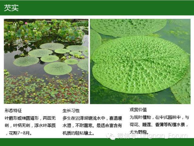 2)有些种类根状茎埋生于水底泥中,而叶片漂浮水面,如睡莲.