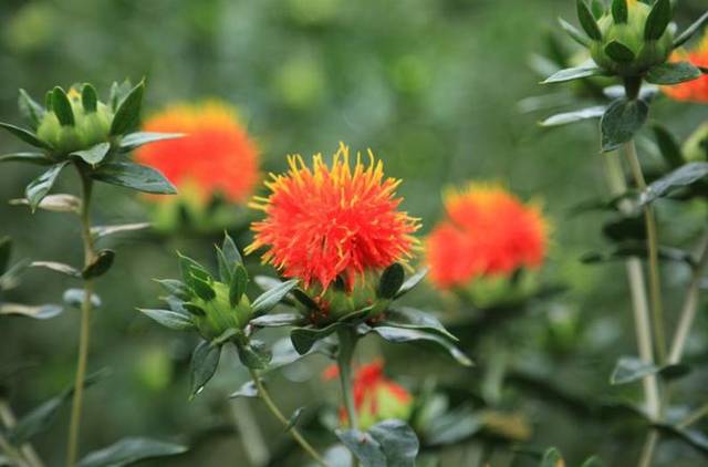 仿野生红花采摘节,分享中药种植的故事