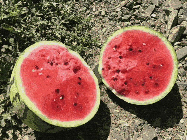 水果 植物 640_480 gif 动态图 动图