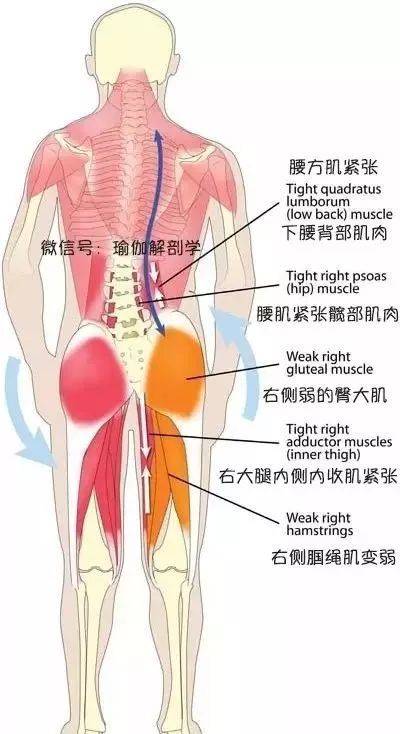 练瑜伽,要解决腰部疼痛问题,一定不要忽视了它!