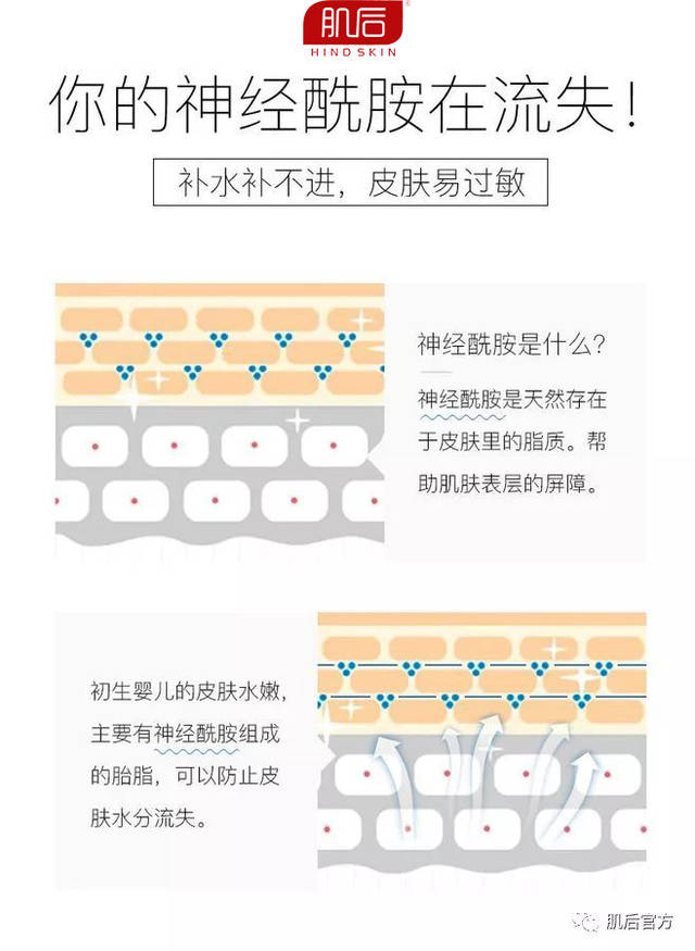 肌后:皮肤里的50%神经酰胺