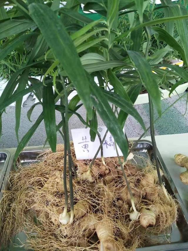 女人吃黄精有什么好处?