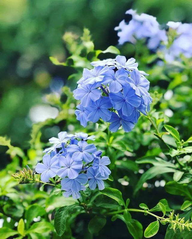 夏日开花机器蓝雪花,掌握这些养护技巧,新手也