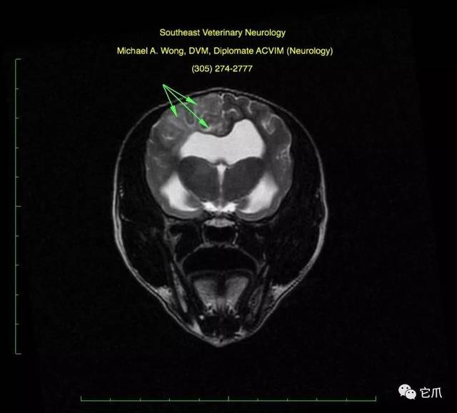 它爪:致命的狗狗脑膜炎和脑炎真不是老年犬专利
