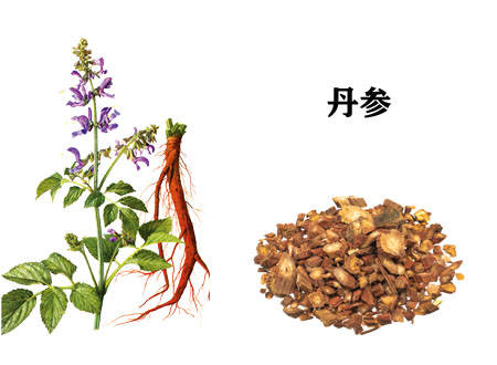 丹参提取物|知识大全|带你一次全了解