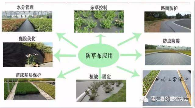 果园杂草太多怎么办 一招教你解决小烦恼 果园杂草太多了怎么办 贝奈网