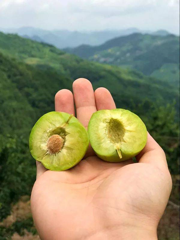 巫山脆李!每一口都是脆,嫩,甜!