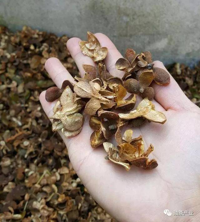 油茶壳的作用第一期利用油茶壳煮水可以延缓皮肤衰老淡化色斑和皱纹