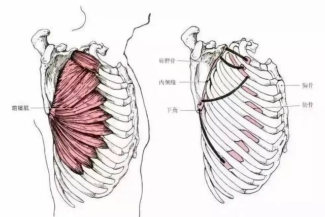 "肌"不可失,这套[肌肉解剖心法口诀],请收好!