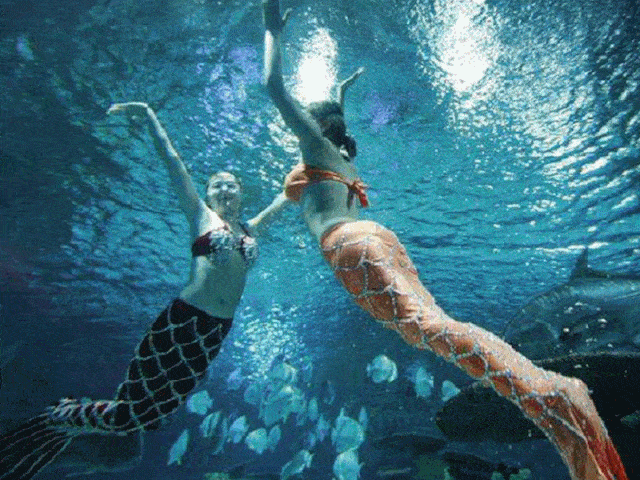 壁纸 海底 海底世界 海洋馆 水族馆 640_480 gif 动态图 动图