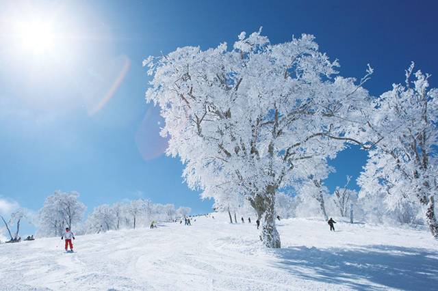 19/20雪季 元旦长野白马滑雪跨新年