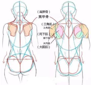 三,如何绘制一个肩膀到臀部的模型