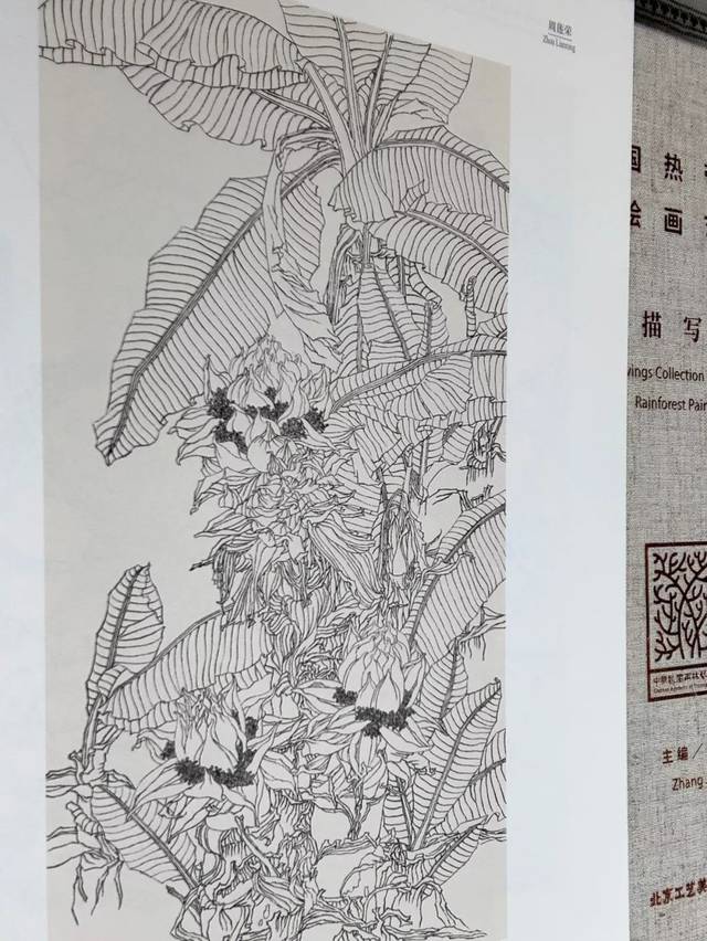 资讯|《中国热带雨林绘画艺术线描写生卷》出版发行