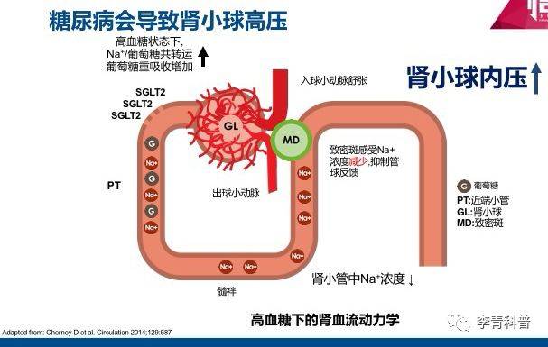 高血糖下肾小球高滤过