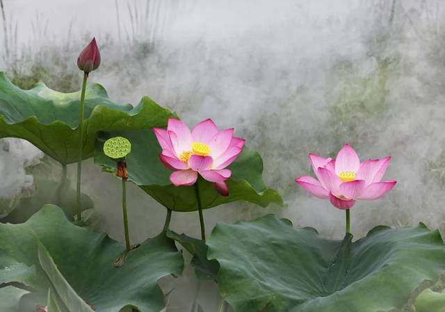 赏荷花