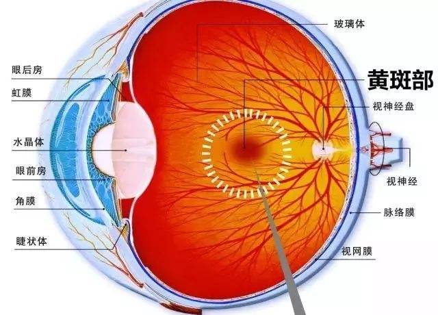 黄斑是视网膜上一个正常生理结构的解剖名称,它是正常眼底的一个部位