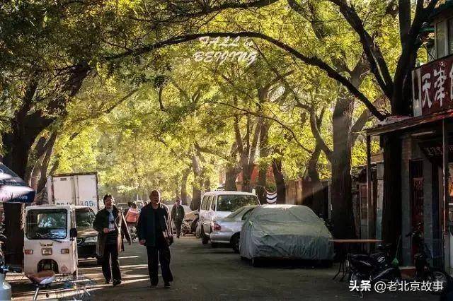 老北京胡同里的槐树 俗话说 大树底下好乘凉 槐树就是这样的大树.