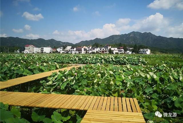 "荷"你有缘!龙游天池莲香浓浓,小伙伴们赶紧约起来