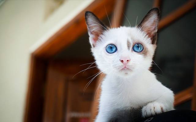 关于猫吃鸡蛋的那些事,你想知道的都在这儿了