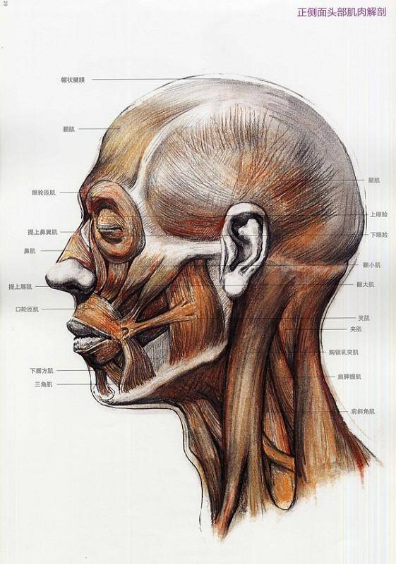 如何画好素描头像?美术生必备头骨肌肉干货,掌握这些足够了!