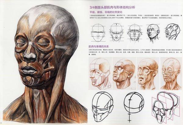 正侧面真人头像与头部骨肌肉,形体结构对照