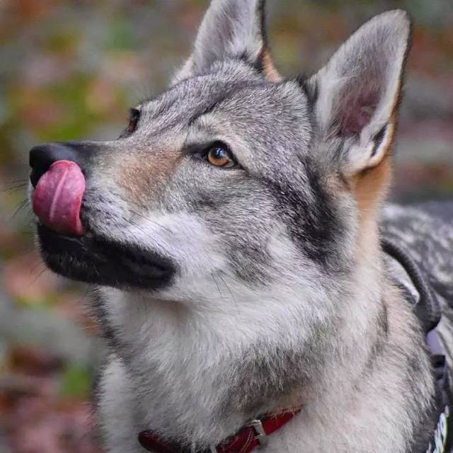 好酷的捷克狼犬啊看着就很有安全感想拥有