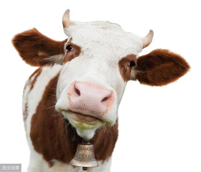 奶牛真菌性乳房炎的诊断与防治
