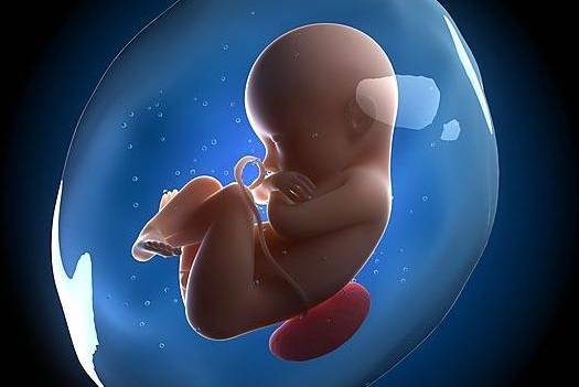 1.女性生殖系统分两大部分