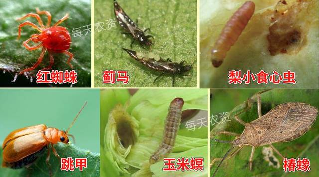 大家都说用虫螨腈好,有啥使用要点?