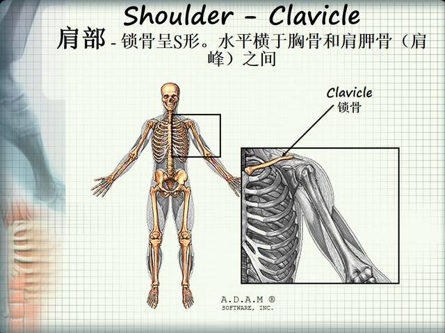 【干货】"骨"法秘籍,三分钟了解人体主要骨骼,拿去不谢