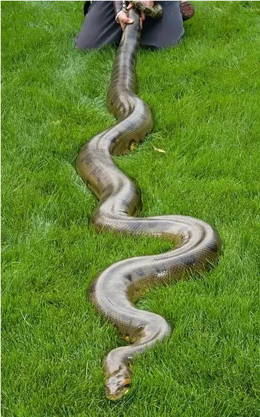 亚马逊森蚺这样的动物，天敌是什么?平头哥?不存在的!