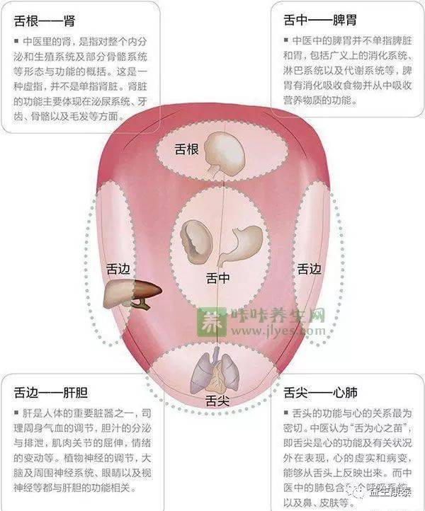 ⑤与内分泌有关:内分泌失调者,舌象有异常反应,如肾上腺机能不全者