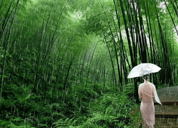 影像平谷:雨中趣.雨中情