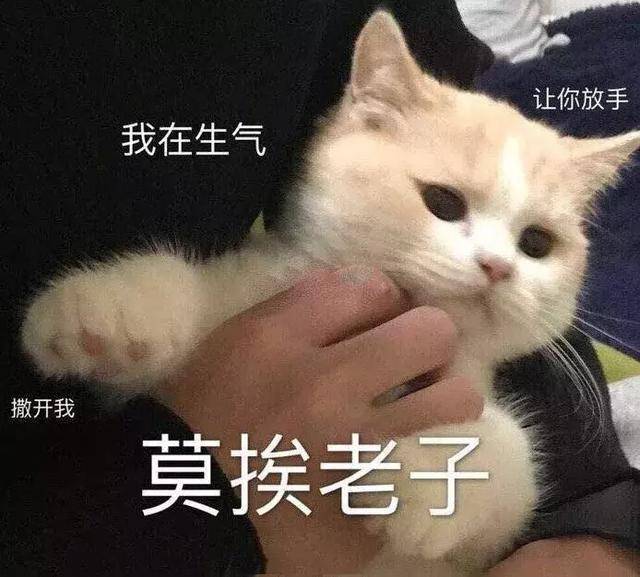 猫咪斗图表情包合集|看我这六块腹肌,就知道你打不过我