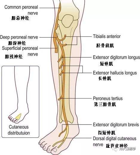 胫骨干后面,注意膎窝内有膎动脉和膎静脉,胫神经和腓总神经以及淋巴结