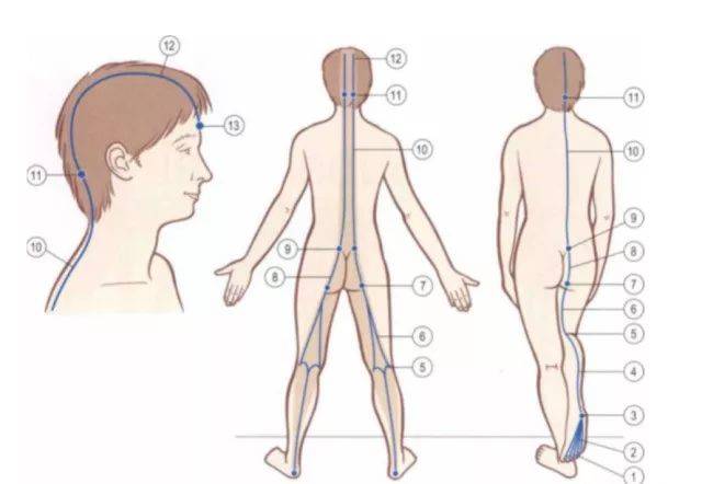 人体12条筋膜链解析及具体手法操作