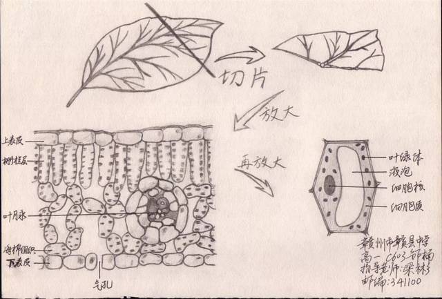 2019学生生物学绘图大赛丨作品展示(二)