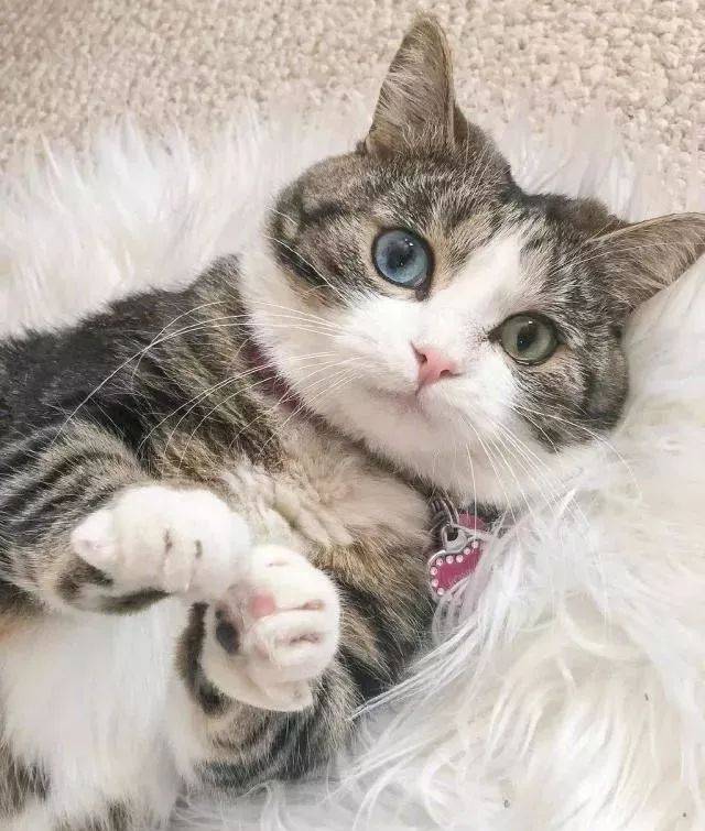 都以为只有纯白的猫咪才会有异瞳,其实并不是这样的!