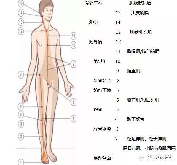 人体12条筋膜链解析及具体手法操作