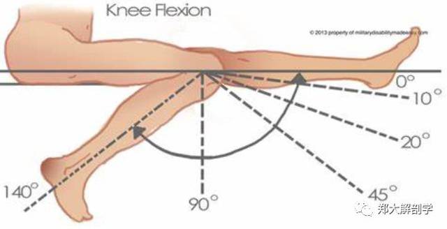 其主要的作用是屈曲膝关节,下固定时使股骨外旋,上固定时使胫骨内旋.