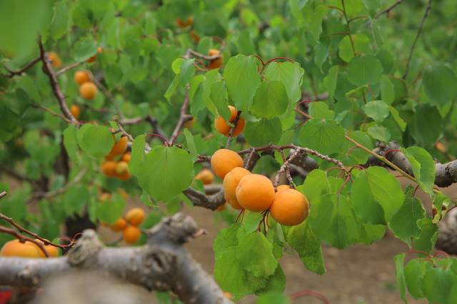 村民网上直播卖杏 今年三成多北寨红杏线上销售